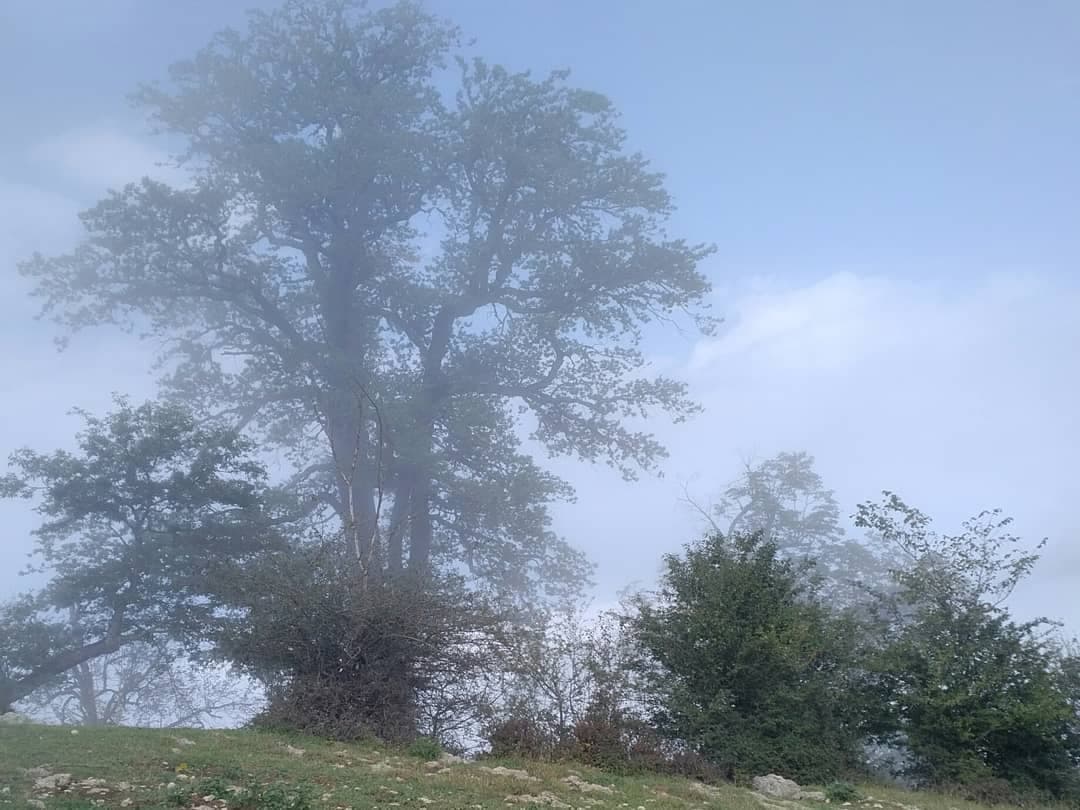 تور جنگل جهان نما