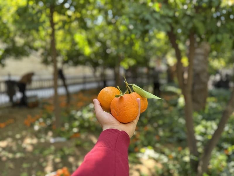 تور شیراز گردی
