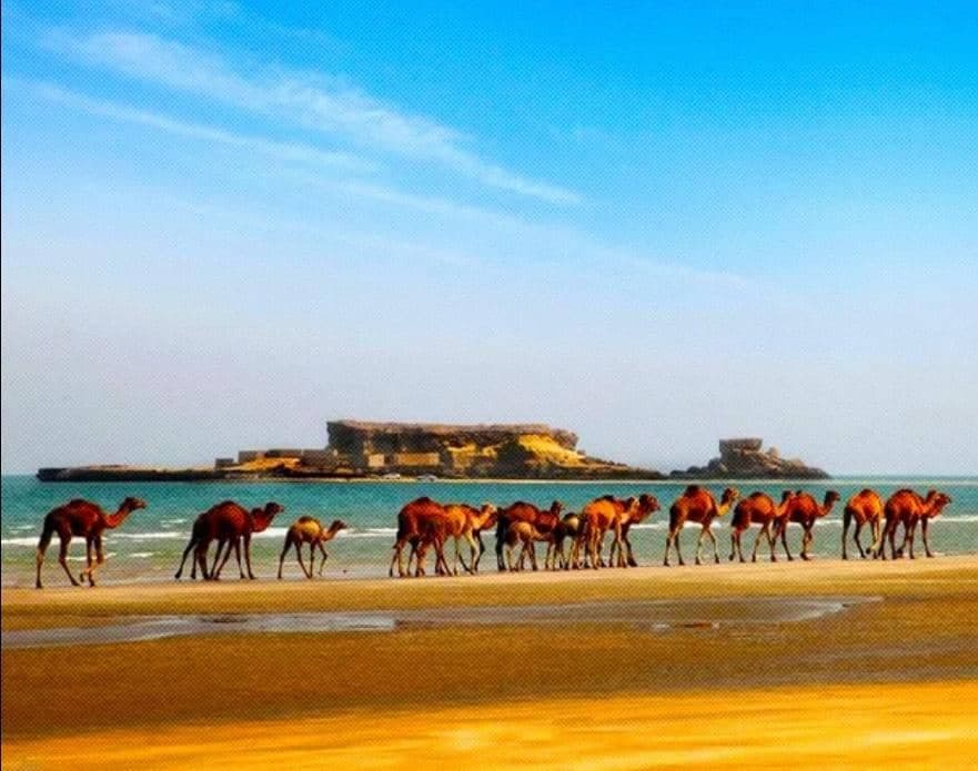 بازدید از